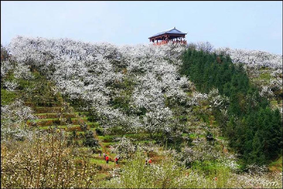 【春天，广西桂林灌阳县向您发出邀请！】我们在灌阳看梨花 - 游山玩水 - 哈密生活社区 - 哈密28生活网 hami.28life.net