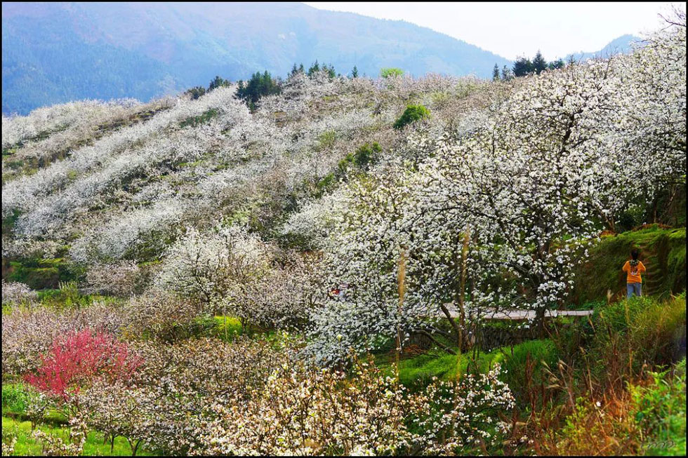【春天，广西桂林灌阳县向您发出邀请！】我们在灌阳看梨花 - 游山玩水 - 哈密生活社区 - 哈密28生活网 hami.28life.net