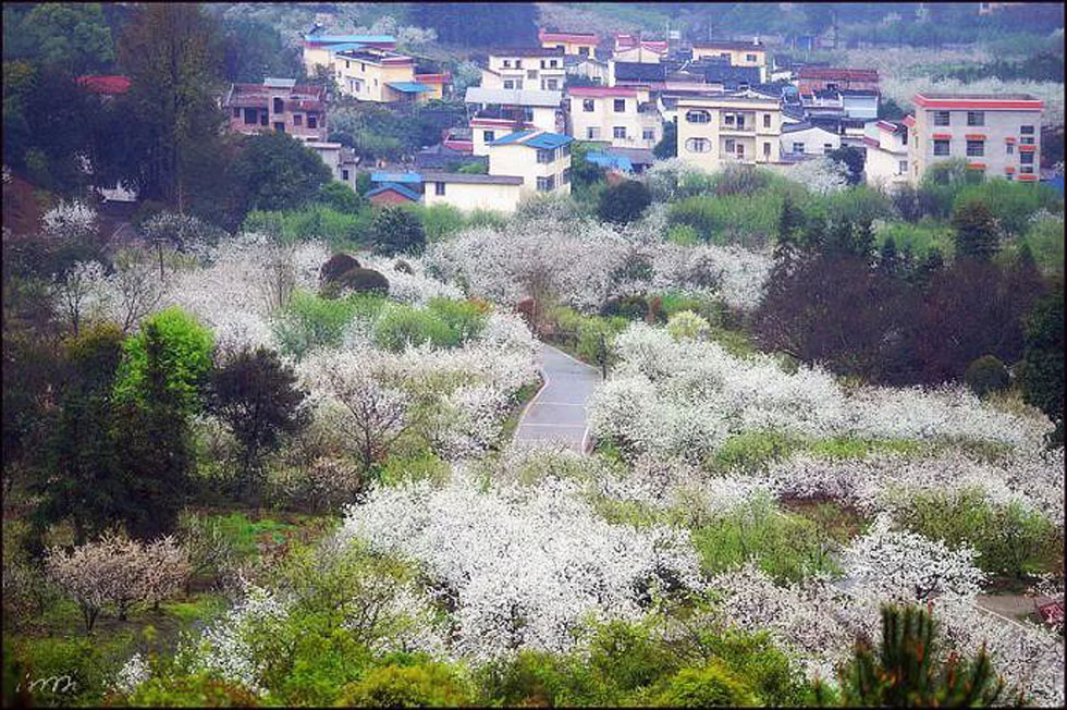 【春天，广西桂林灌阳县向您发出邀请！】我们在灌阳看梨花 - 游山玩水 - 哈密生活社区 - 哈密28生活网 hami.28life.net