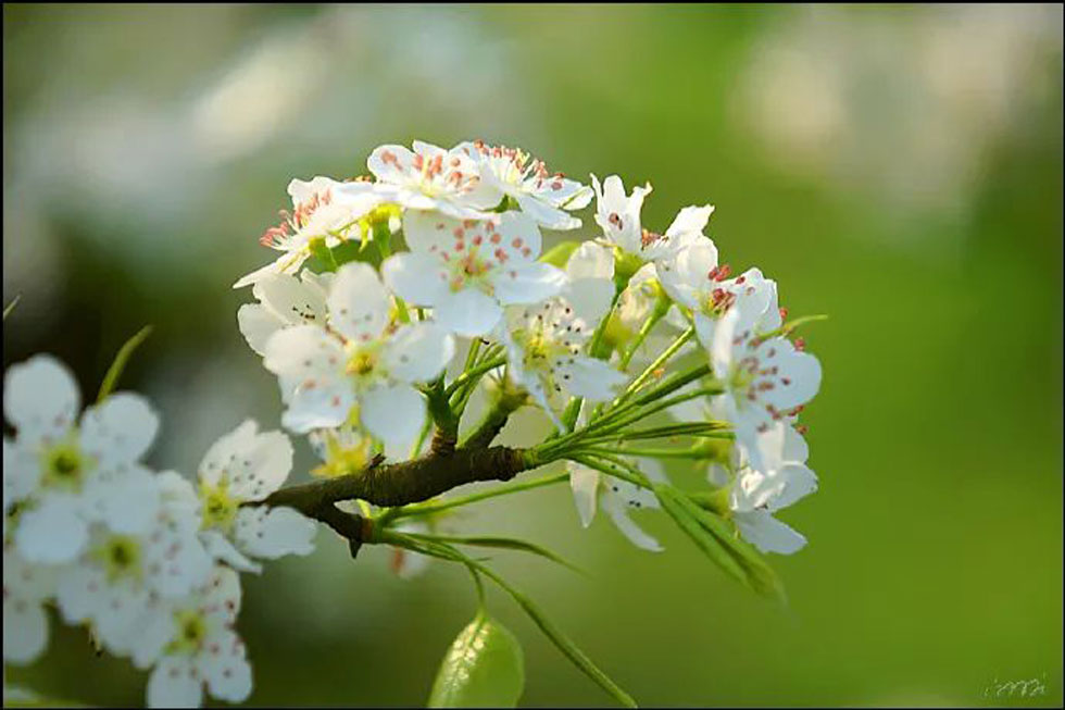 【春天，广西桂林灌阳县向您发出邀请！】我们在灌阳看梨花 - 游山玩水 - 哈密生活社区 - 哈密28生活网 hami.28life.net