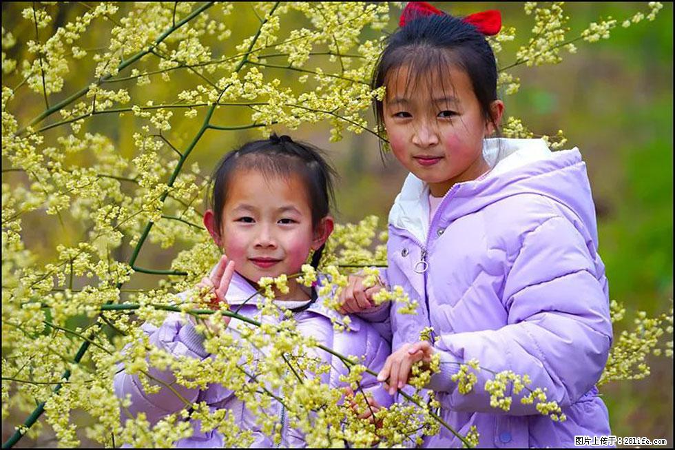 【春天，广西桂林灌阳县向您发出邀请！】米珠山前有片山苍子花在飘香 - 游山玩水 - 哈密生活社区 - 哈密28生活网 hami.28life.net