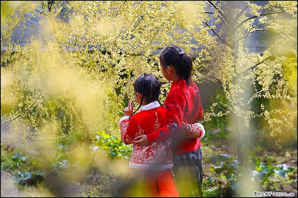 【春天，广西桂林灌阳县向您发出邀请！】米珠山前有片山苍子花在飘香 - 游山玩水 - 哈密生活社区 - 哈密28生活网 hami.28life.net
