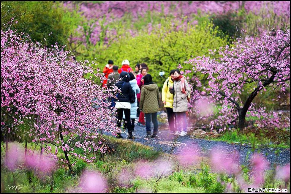 【春天，广西桂林灌阳县向您发出邀请！】官庄村有个醉美的桃花园 - 游山玩水 - 哈密生活社区 - 哈密28生活网 hami.28life.net