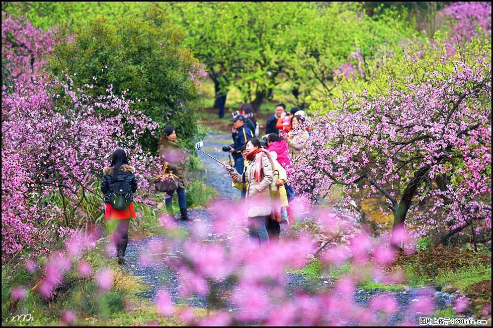 【春天，广西桂林灌阳县向您发出邀请！】官庄村有个醉美的桃花园 - 游山玩水 - 哈密生活社区 - 哈密28生活网 hami.28life.net