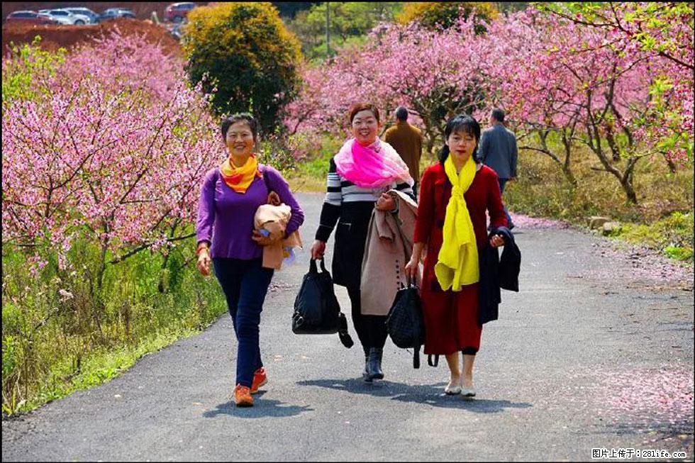 【春天，广西桂林灌阳县向您发出邀请！】官庄村有个醉美的桃花园 - 游山玩水 - 哈密生活社区 - 哈密28生活网 hami.28life.net