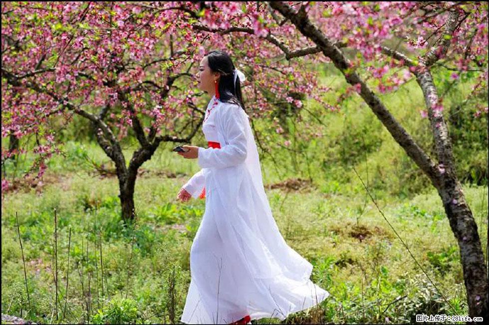 【春天，广西桂林灌阳县向您发出邀请！】官庄村有个醉美的桃花园 - 游山玩水 - 哈密生活社区 - 哈密28生活网 hami.28life.net