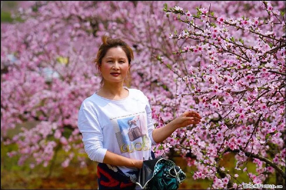 【春天，广西桂林灌阳县向您发出邀请！】官庄村有个醉美的桃花园 - 游山玩水 - 哈密生活社区 - 哈密28生活网 hami.28life.net