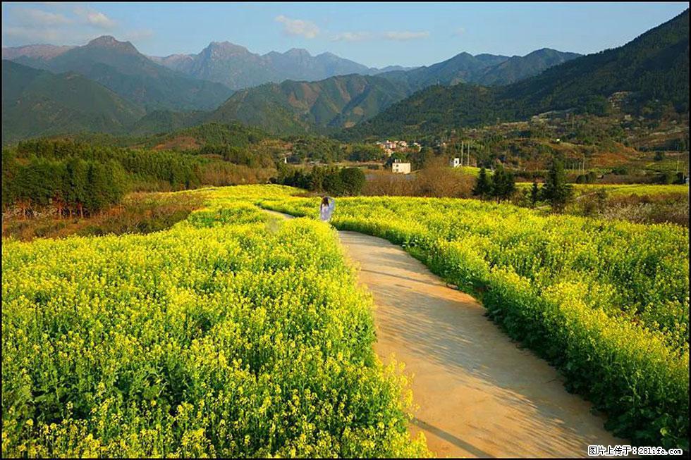 【春天，广西桂林灌阳县向您发出邀请！】长坪村油菜盛情花开 - 游山玩水 - 哈密生活社区 - 哈密28生活网 hami.28life.net