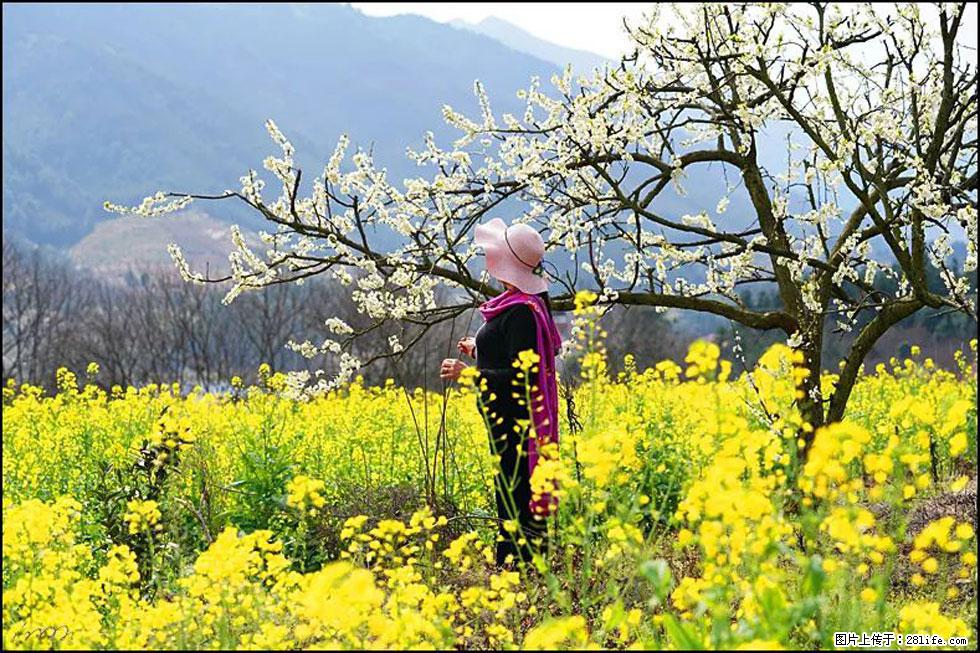 【春天，广西桂林灌阳县向您发出邀请！】长坪村油菜盛情花开 - 游山玩水 - 哈密生活社区 - 哈密28生活网 hami.28life.net