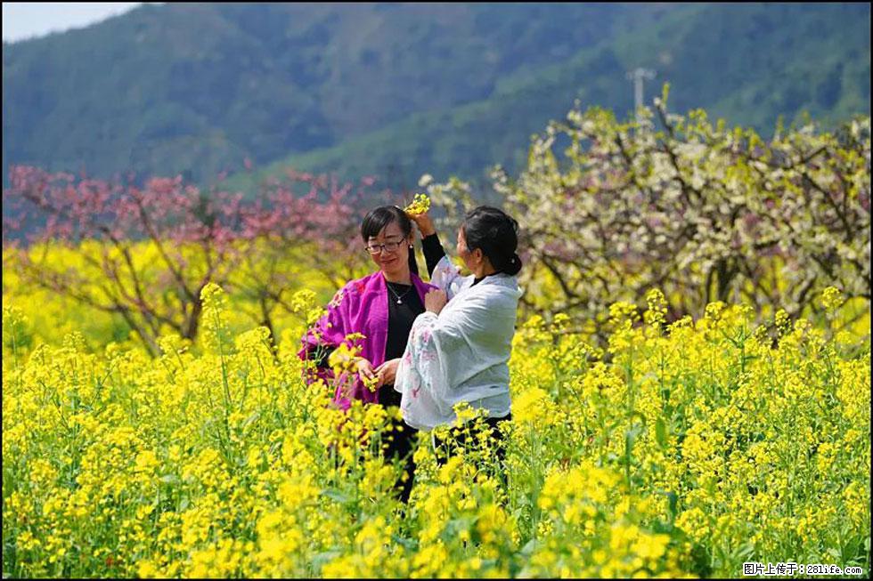 【春天，广西桂林灌阳县向您发出邀请！】长坪村油菜盛情花开 - 游山玩水 - 哈密生活社区 - 哈密28生活网 hami.28life.net
