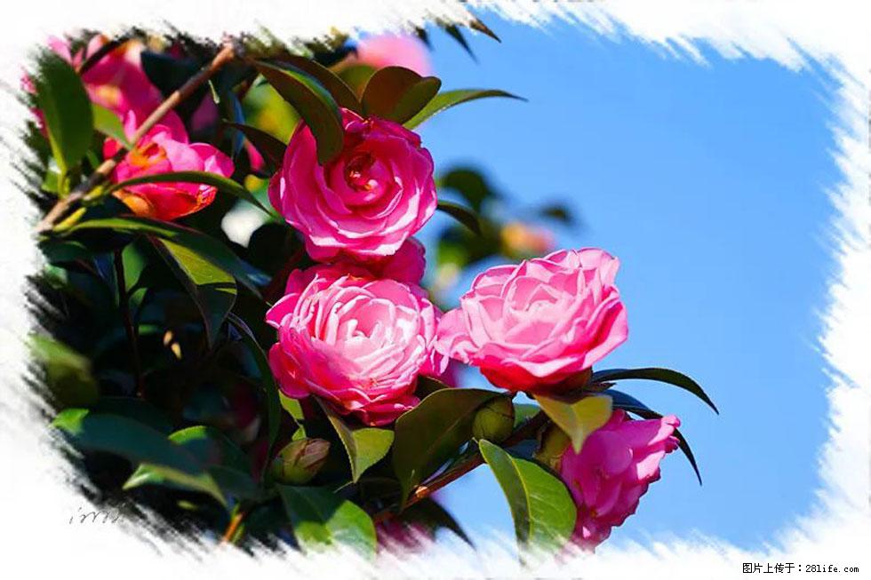 【春天，广西桂林灌阳县向您发出邀请！】杨柳井茶花惹人爱 - 游山玩水 - 哈密生活社区 - 哈密28生活网 hami.28life.net