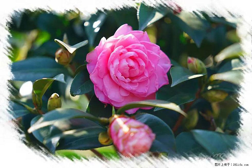 【春天，广西桂林灌阳县向您发出邀请！】杨柳井茶花惹人爱 - 游山玩水 - 哈密生活社区 - 哈密28生活网 hami.28life.net