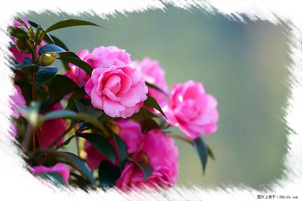 【春天，广西桂林灌阳县向您发出邀请！】杨柳井茶花惹人爱 - 游山玩水 - 哈密生活社区 - 哈密28生活网 hami.28life.net