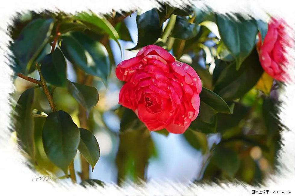 【春天，广西桂林灌阳县向您发出邀请！】杨柳井茶花惹人爱 - 游山玩水 - 哈密生活社区 - 哈密28生活网 hami.28life.net