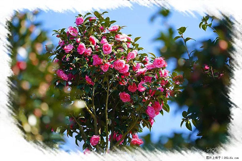 【春天，广西桂林灌阳县向您发出邀请！】杨柳井茶花惹人爱 - 游山玩水 - 哈密生活社区 - 哈密28生活网 hami.28life.net