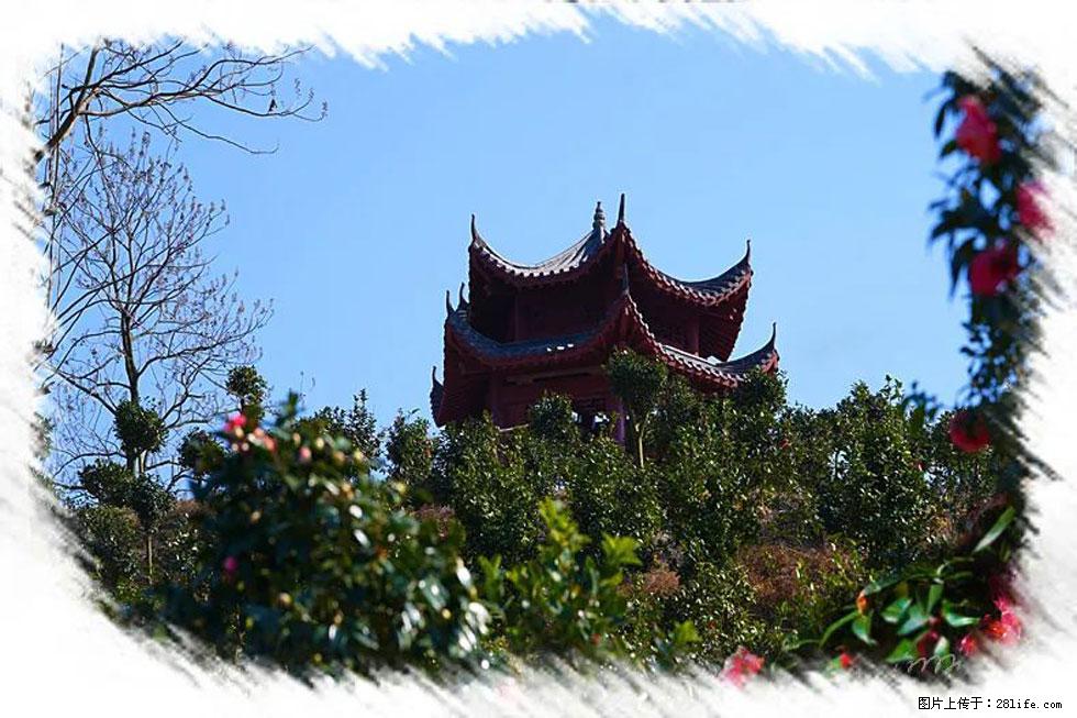 【春天，广西桂林灌阳县向您发出邀请！】杨柳井茶花惹人爱 - 游山玩水 - 哈密生活社区 - 哈密28生活网 hami.28life.net