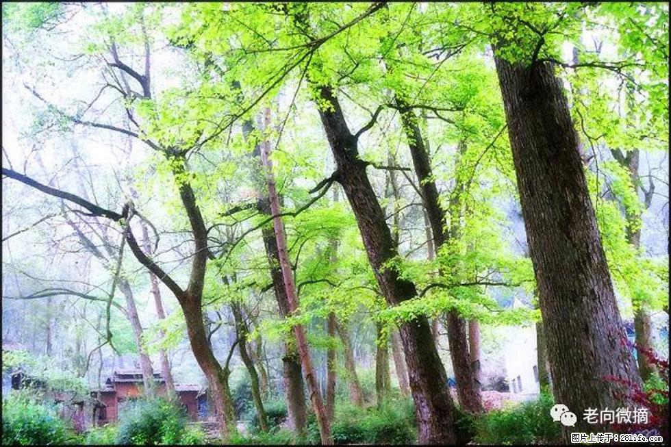 【春天,广西桂林灌阳县向您发出邀请!】在小龙村与春天约会 - 游山玩水 - 哈密生活社区 - 哈密28生活网 hami.28life.net