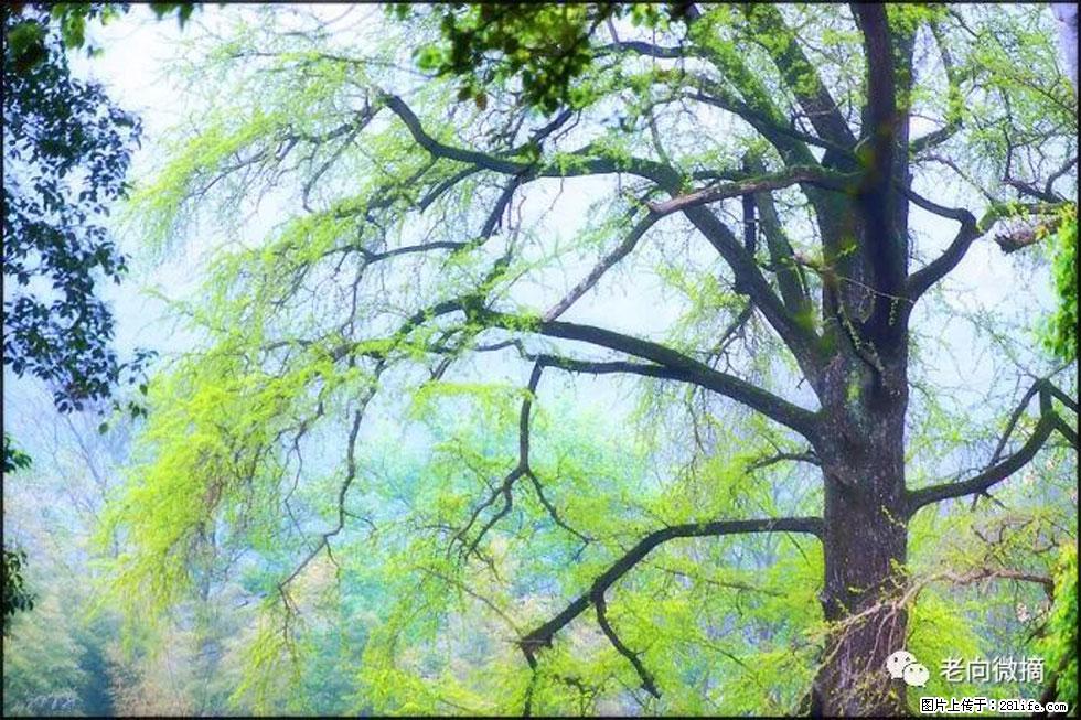 【春天,广西桂林灌阳县向您发出邀请!】在小龙村与春天约会 - 游山玩水 - 哈密生活社区 - 哈密28生活网 hami.28life.net