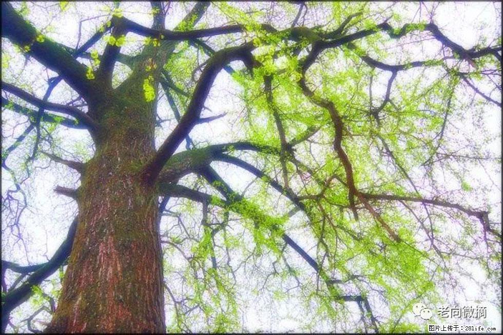 【春天,广西桂林灌阳县向您发出邀请!】在小龙村与春天约会 - 游山玩水 - 哈密生活社区 - 哈密28生活网 hami.28life.net