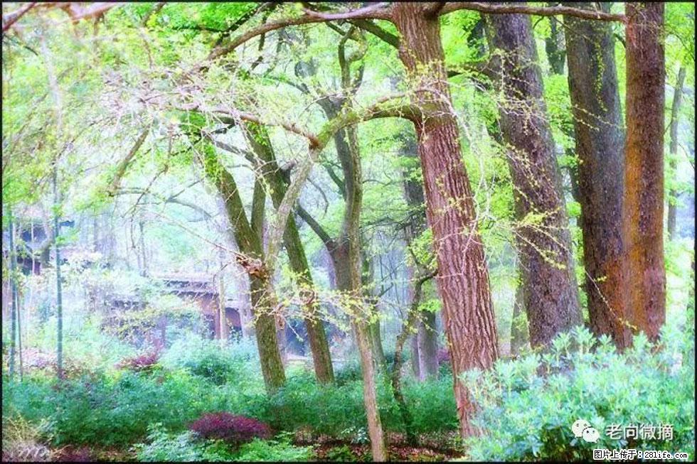 【春天,广西桂林灌阳县向您发出邀请!】在小龙村与春天约会 - 游山玩水 - 哈密生活社区 - 哈密28生活网 hami.28life.net