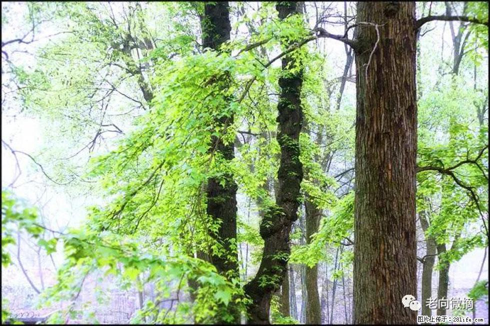 【春天,广西桂林灌阳县向您发出邀请!】在小龙村与春天约会 - 游山玩水 - 哈密生活社区 - 哈密28生活网 hami.28life.net