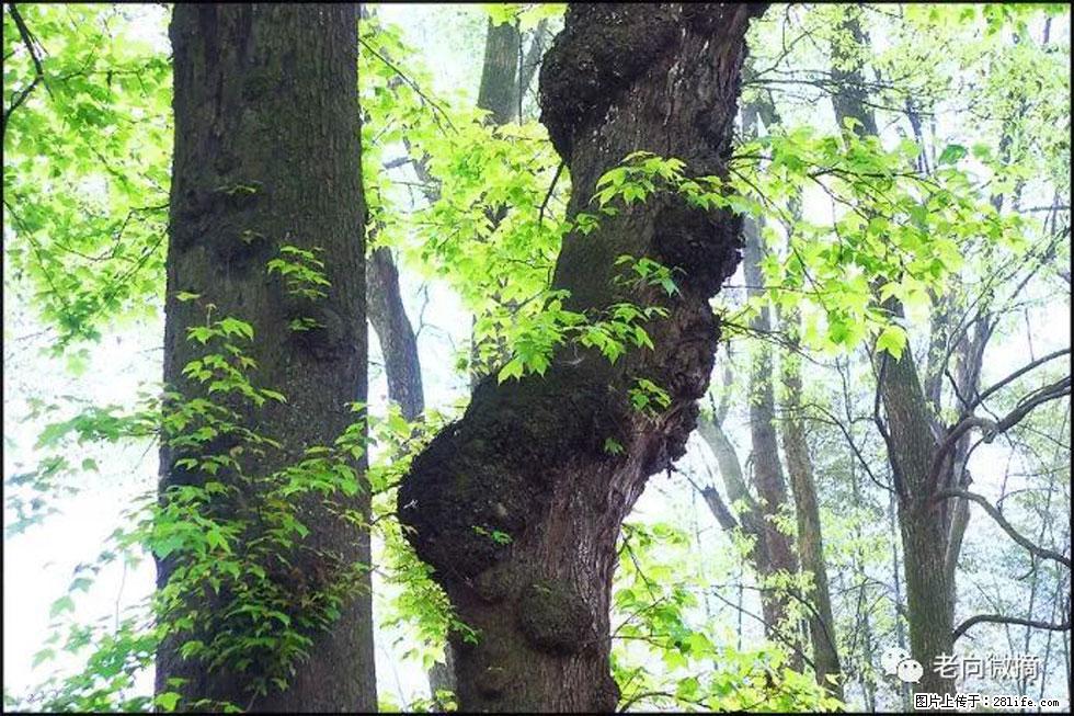【春天,广西桂林灌阳县向您发出邀请!】在小龙村与春天约会 - 游山玩水 - 哈密生活社区 - 哈密28生活网 hami.28life.net