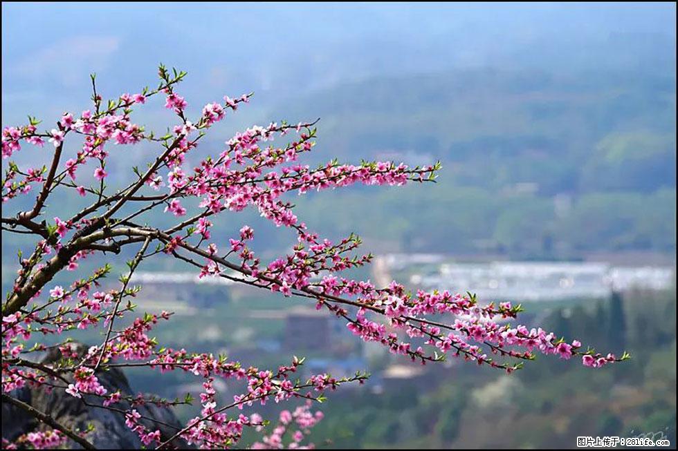 【春天，广西桂林灌阳县向您发出邀请！】望月岭上桃花开 - 游山玩水 - 哈密生活社区 - 哈密28生活网 hami.28life.net