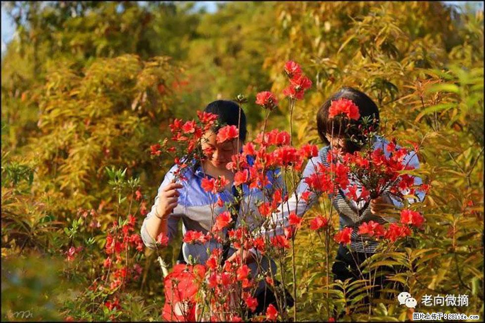 【春天，广西桂林灌阳县向您发出邀请！】登麒麟山，相约映山红 - 游山玩水 - 哈密生活社区 - 哈密28生活网 hami.28life.net
