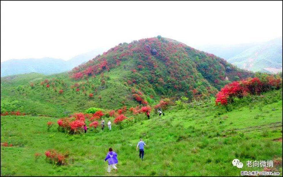【春天，广西桂林灌阳县向您发出邀请！】宝盖山上映山红 - 游山玩水 - 哈密生活社区 - 哈密28生活网 hami.28life.net