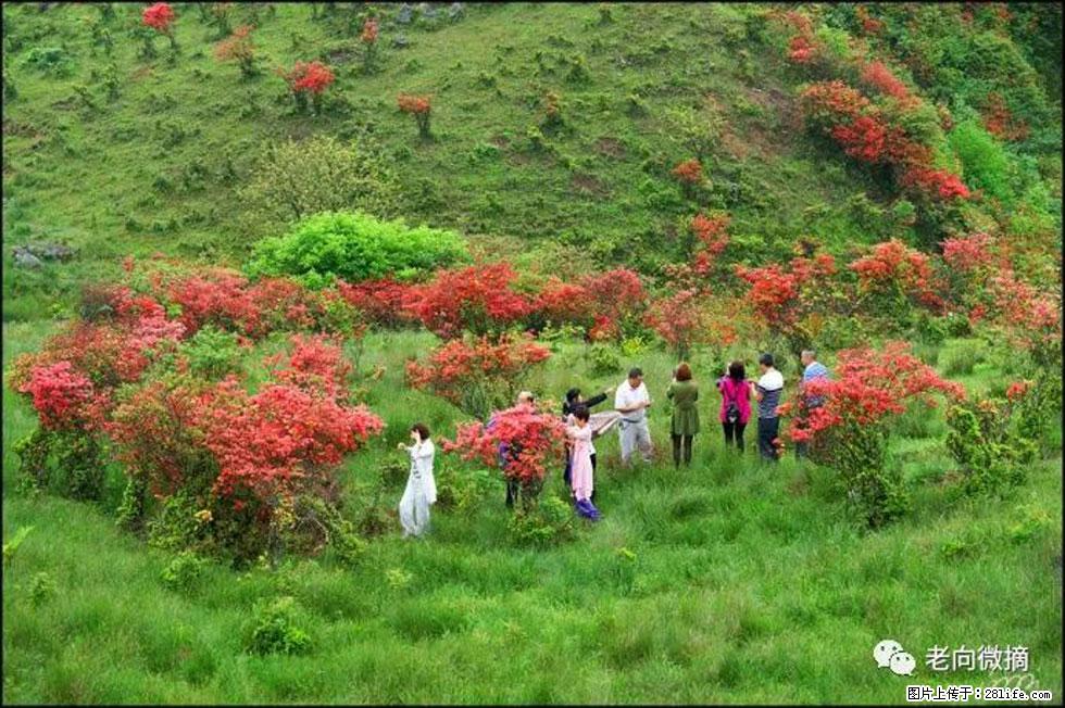 【春天，广西桂林灌阳县向您发出邀请！】宝盖山上映山红 - 游山玩水 - 哈密生活社区 - 哈密28生活网 hami.28life.net