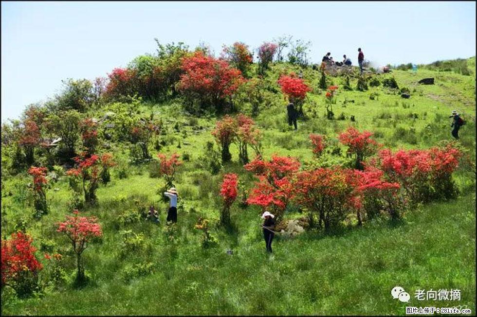 【春天，广西桂林灌阳县向您发出邀请！】宝盖山上映山红 - 游山玩水 - 哈密生活社区 - 哈密28生活网 hami.28life.net