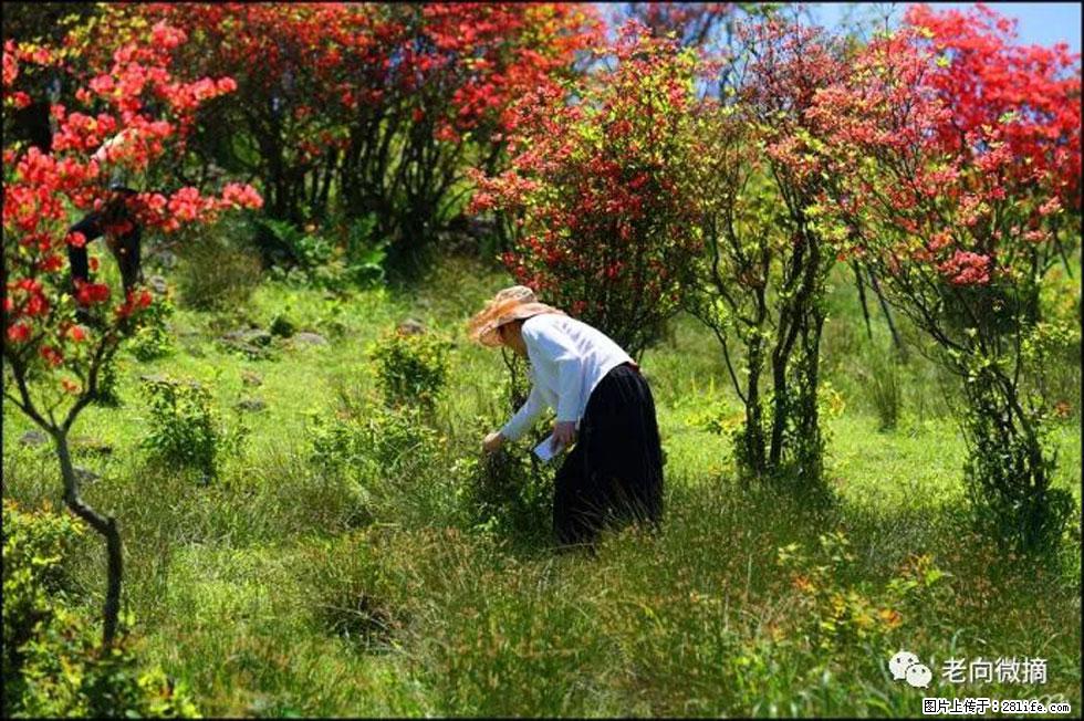 【春天，广西桂林灌阳县向您发出邀请！】宝盖山上映山红 - 游山玩水 - 哈密生活社区 - 哈密28生活网 hami.28life.net