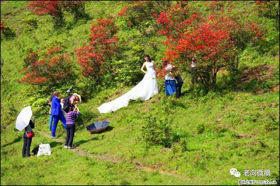 【春天，广西桂林灌阳县向您发出邀请！】宝盖山上映山红 - 游山玩水 - 哈密生活社区 - 哈密28生活网 hami.28life.net