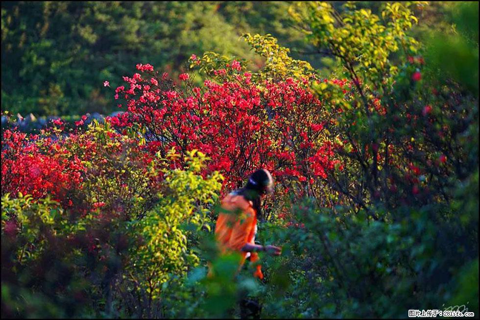 【春天，广西桂林灌阳县向您发出邀请！】春木界上映山红 - 游山玩水 - 哈密生活社区 - 哈密28生活网 hami.28life.net