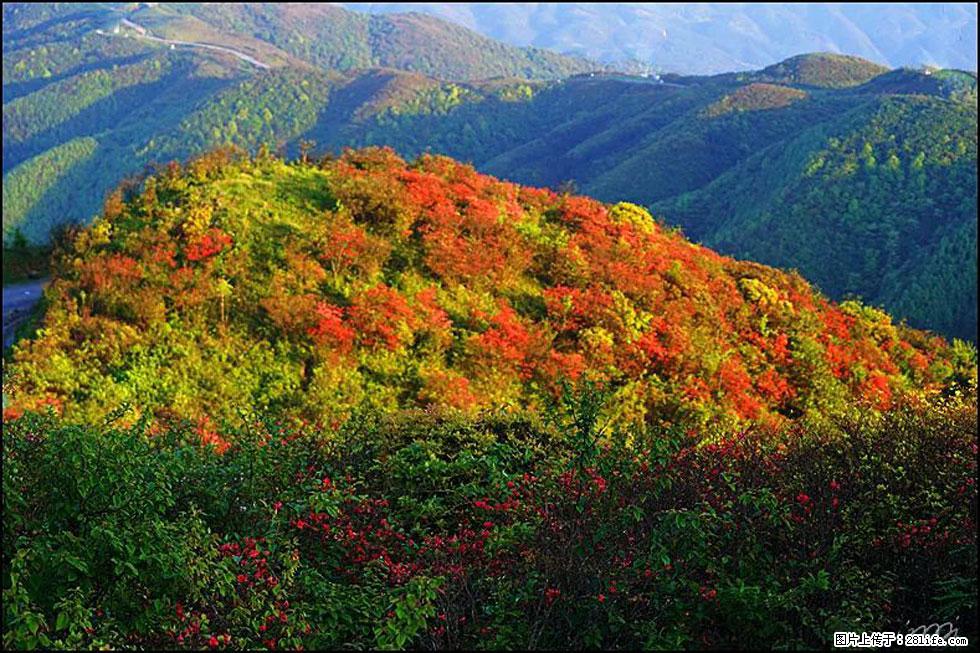 【春天，广西桂林灌阳县向您发出邀请！】春木界上映山红 - 游山玩水 - 哈密生活社区 - 哈密28生活网 hami.28life.net