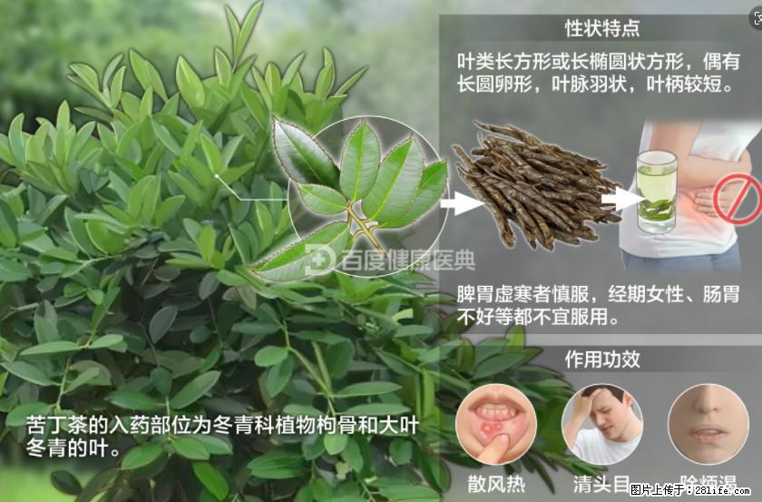苦丁茶有哪些功效和作用 - 生活百科 - 哈密生活社区 - 哈密28生活网 hami.28life.net