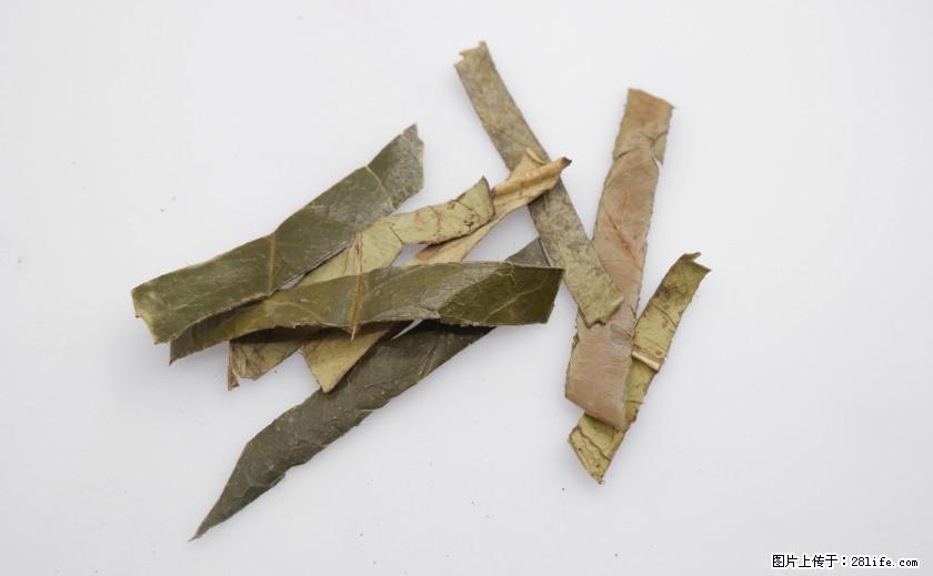 苦丁茶有哪些功效和作用 - 生活百科 - 哈密生活社区 - 哈密28生活网 hami.28life.net
