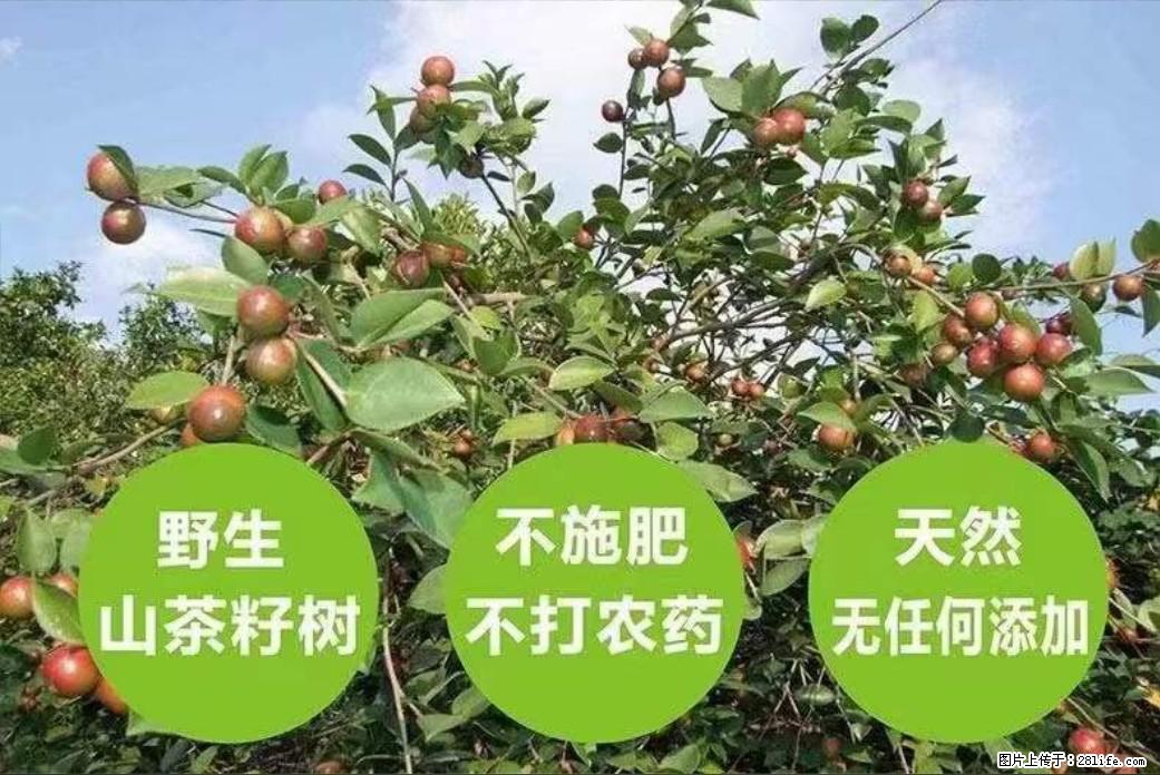 【灌阳县油茶产业示范区】一个有着充实的精神生活的人，对待身外之物自会有一种淡泊的态度 - 美食天地 - 哈密生活社区 - 哈密28生活网 hami.28life.net