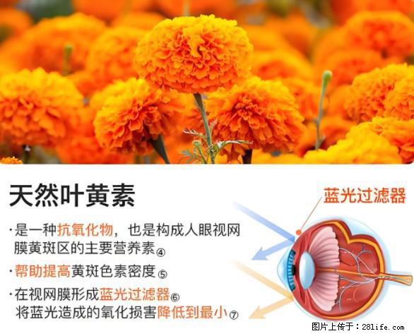 叶黄素有什么功效和作用 - 生活百科 - 哈密生活社区 - 哈密28生活网 hami.28life.net