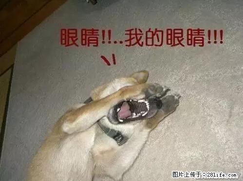 笑癫了！一女的怀孕三年未生，他终于忍不住了... - 娱乐八卦 - 哈密生活社区 - 哈密28生活网 hami.28life.net