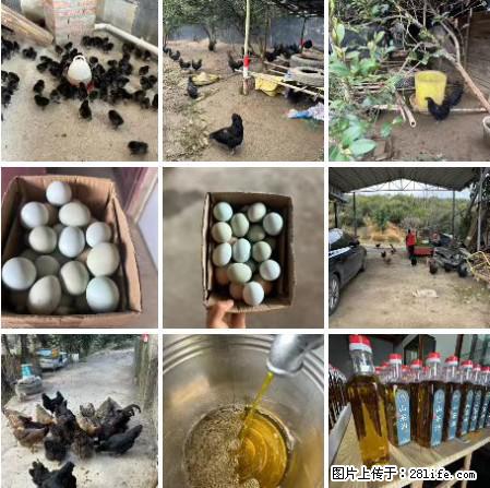 油茶园从小鸡仔开始养起的纯土鸡、土鸡蛋可以预定啦！还有前几天刚榨的纯山茶油哦 - 土特产 - 饮食特产 - 哈密分类信息 - 哈密28生活网 hami.28life.net