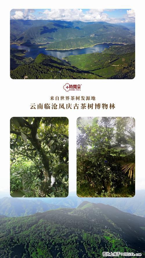 时间果百年古树2025年春红茶 - 购物交流 - 哈密生活社区 - 哈密28生活网 hami.28life.net