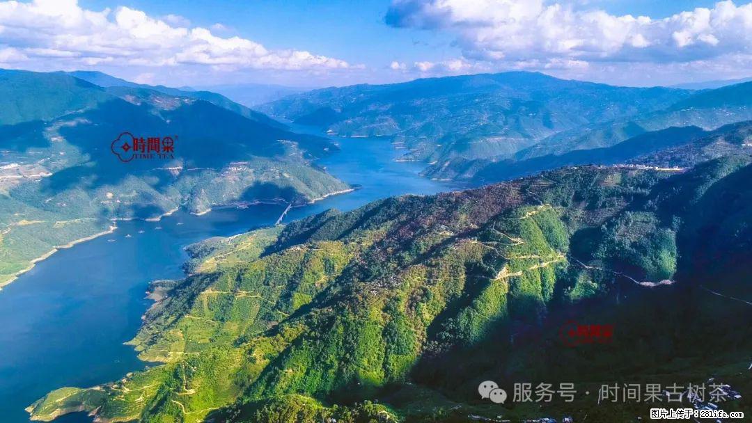 时间果百年古树龙珠普洱生茶 - 购物交流 - 哈密生活社区 - 哈密28生活网 hami.28life.net