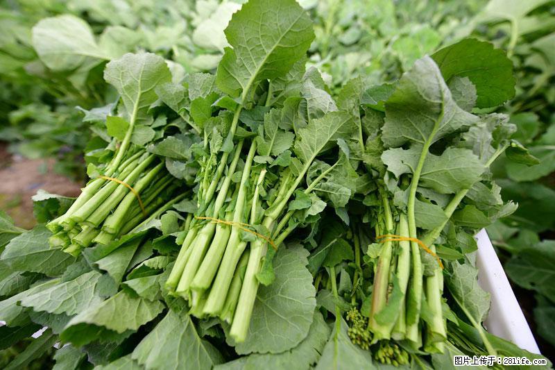 这些蔬菜是“天然钙片”，这6种被医生重点推荐 - 哈密生活资讯 - 哈密28生活网 hami.28life.net